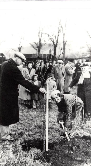 Peggy Wraith planting Coronation Tree